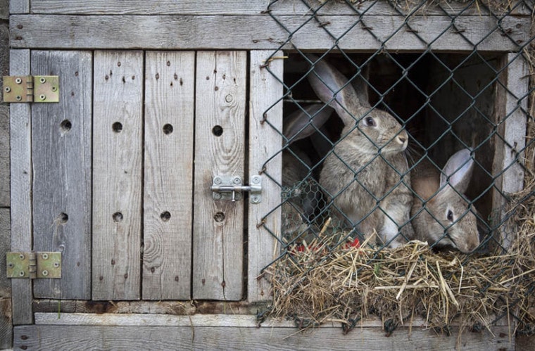 兔子在木笼子里