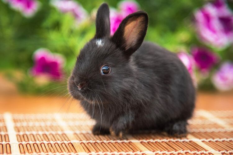 可爱美丽的黑兔