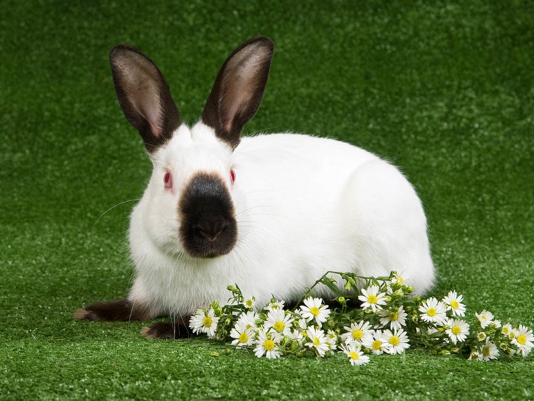 喜马拉雅兔与雏菊