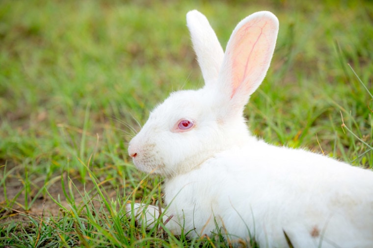 白沙兔躺在绿草场