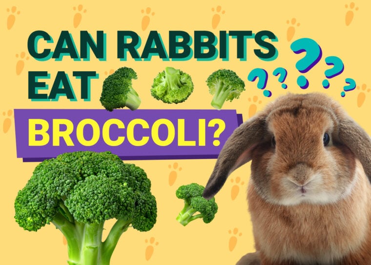 兔子可以吃西兰花