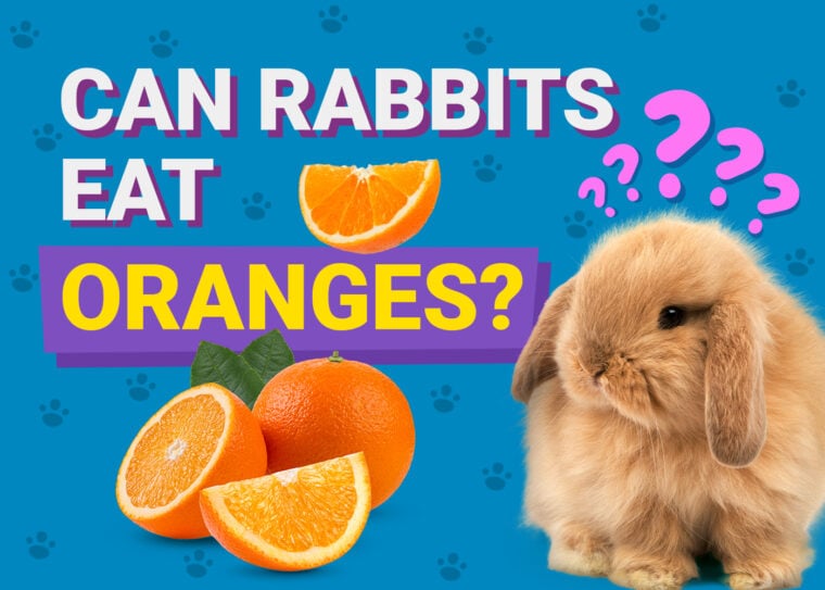 兔子可以吃橙子