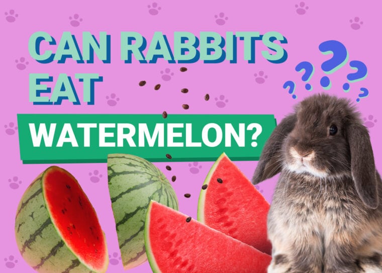 兔子吃西瓜