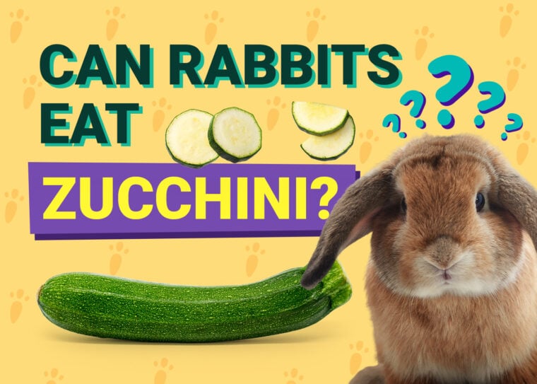 兔子可以吃南瓜