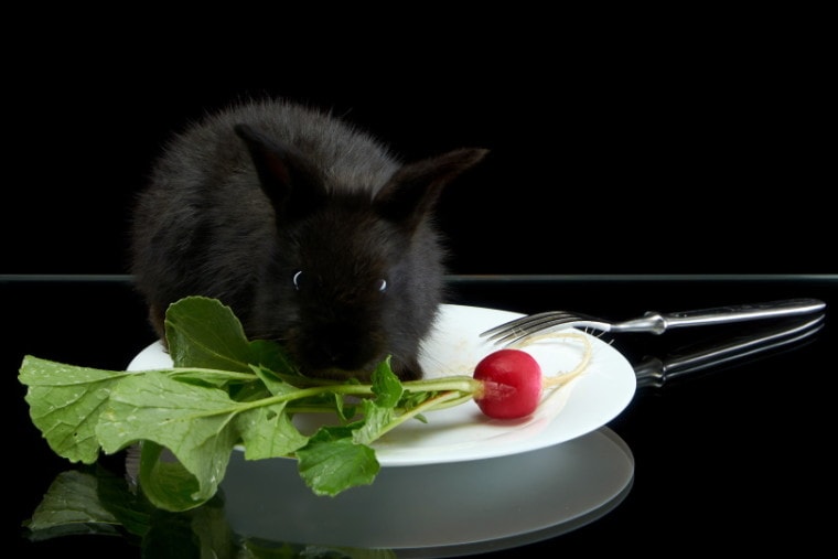 黑兔子在吃萝卜