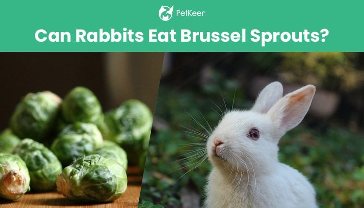 兔子可以吃布鲁塞尔芽吗？