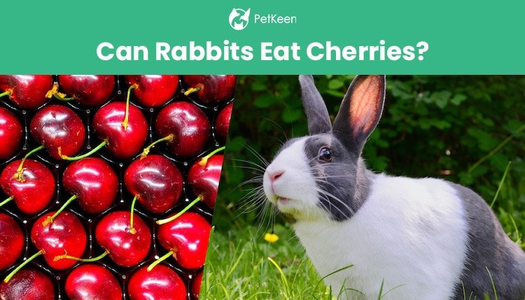 兔子可以吃樱桃吗？