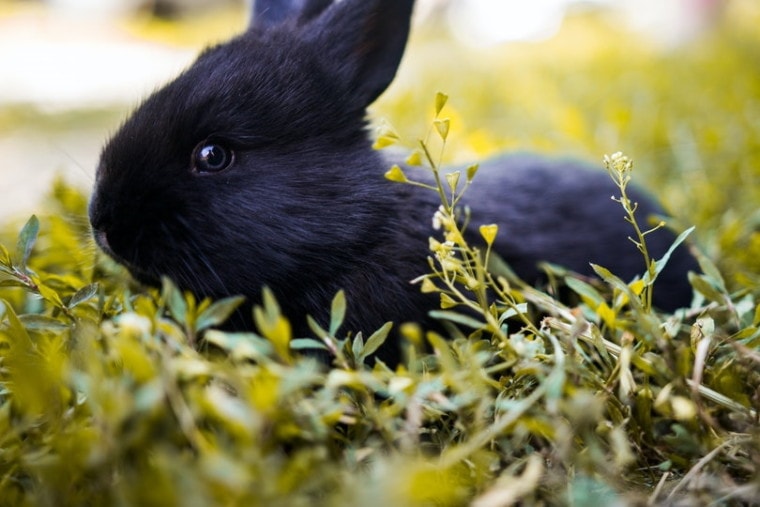 哈瓦那兔子在高高的草丛里