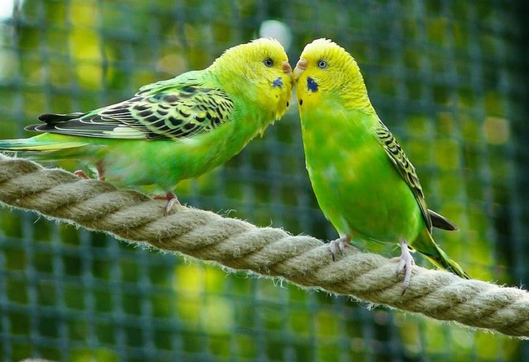两个绿色鹦鹉一根绳子