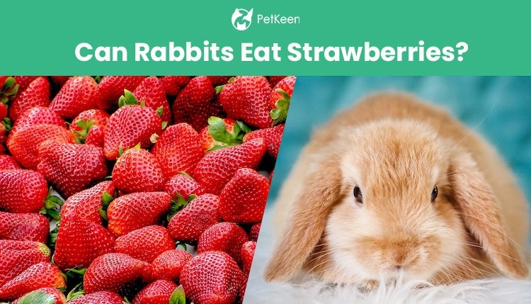 兔子能吃草莓吗?