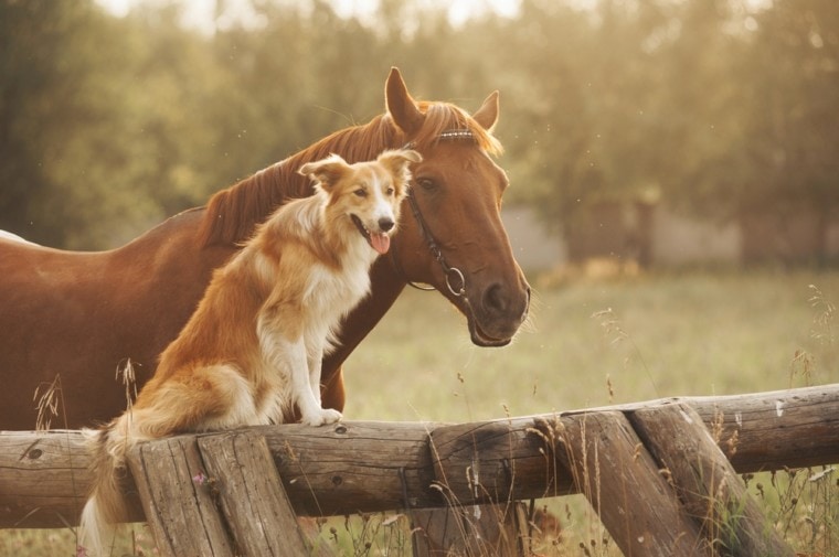 狗和马在牧场