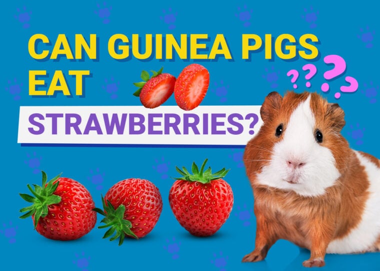 可以豚鼠Eat_strawberries
