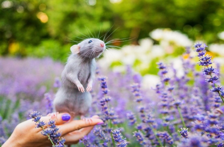 蓝色老鼠闻到花朵