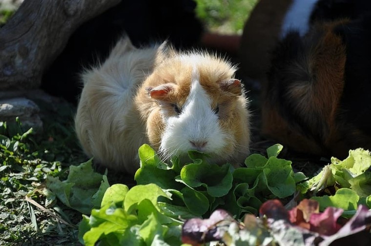 天竺鼠吃蔬菜几内亚猪吃