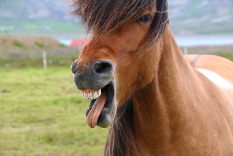 有舌头的滑稽的马