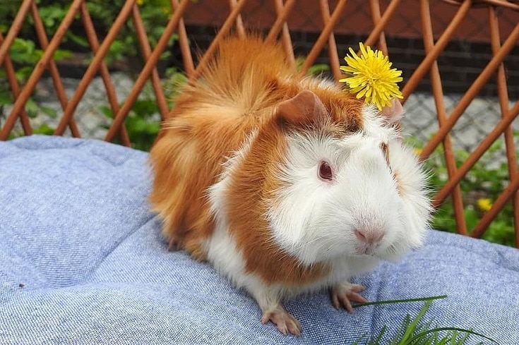 豚鼠用鲜花