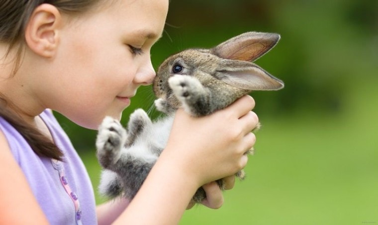 可爱的小rabbit_Serhiy Kobyakov_shutterstock