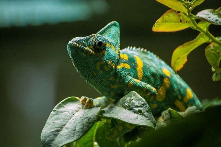 在叶变色龙变色龙成本对于初学者来说最好的宠物蜥蜴