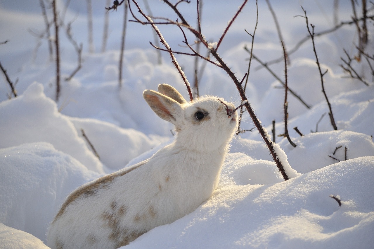 野生兔子雪