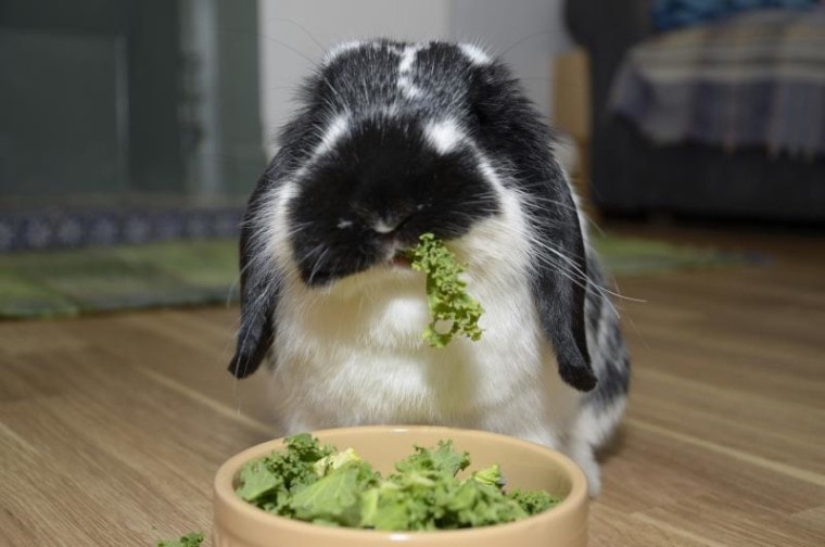 兔子吃甘蓝菜