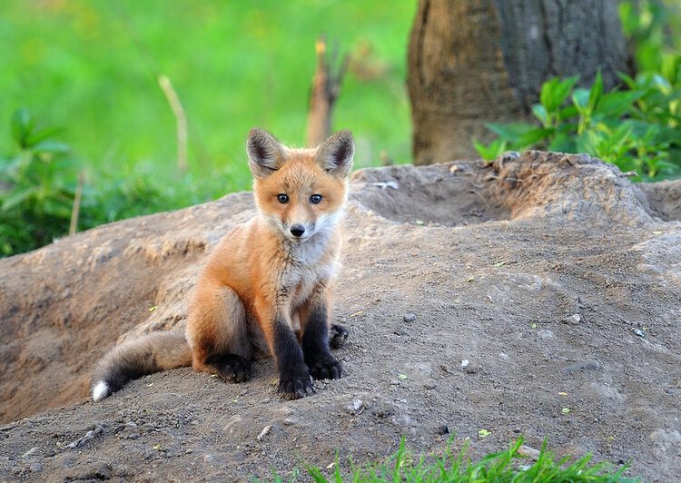 婴儿狐狸在春天