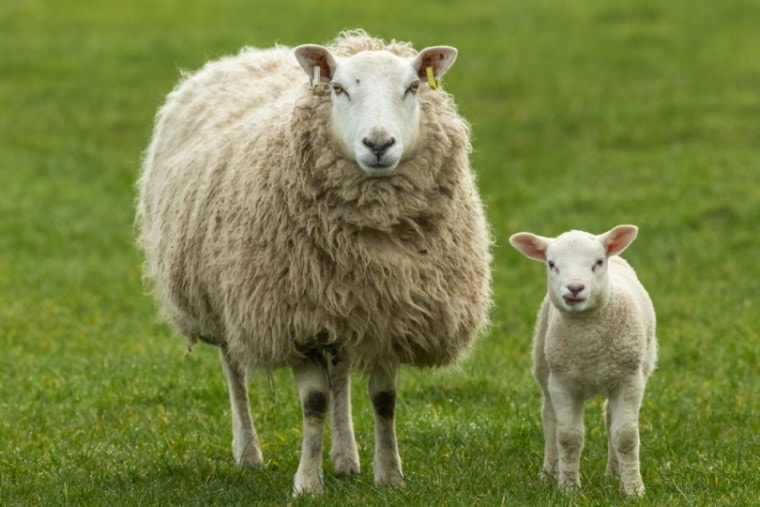特塞尔绵羊绵羊在草地上