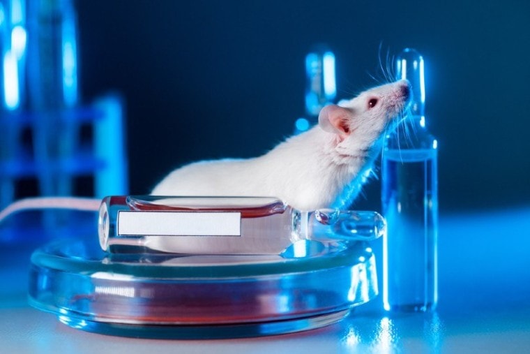 白色的白鼠在现代实验室