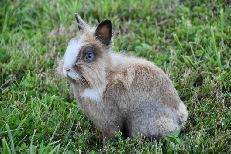 一只兔子用蓝色eyes_JackieLou DL, Pixabay
