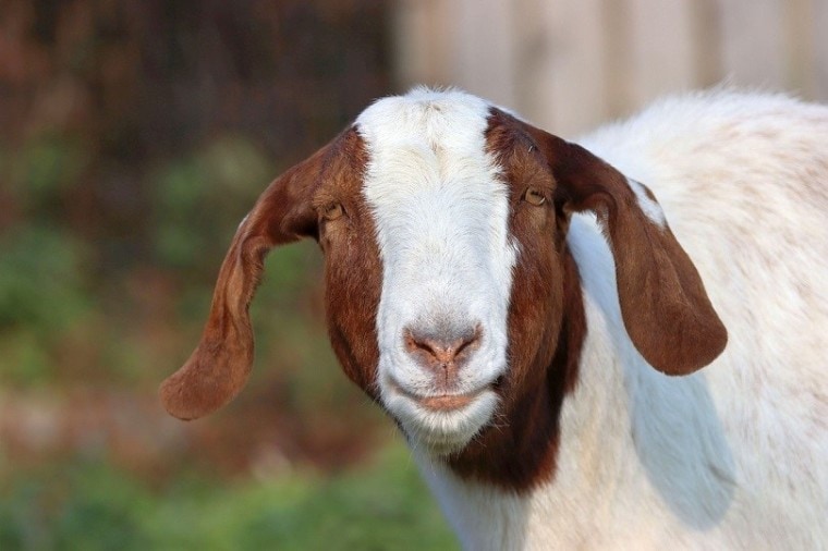 布尔goat-pixabay