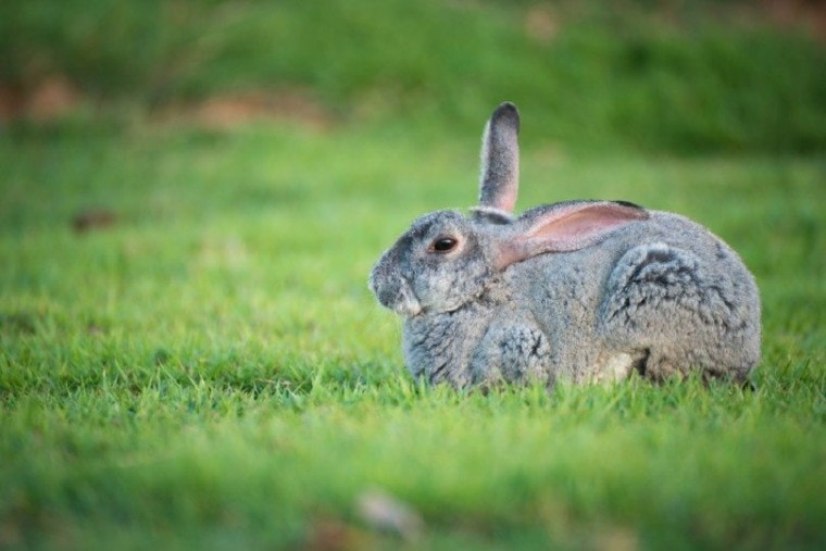 钦奇利亚兔子坐在绿草