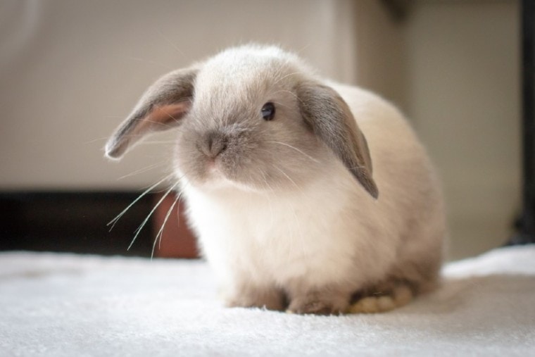 小型lop兔子