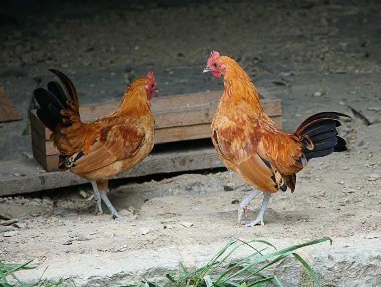 两种矮脚鸡鸡