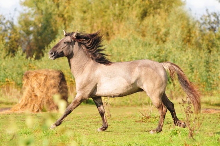 巴什基尔卷曲的马在草地上小跑