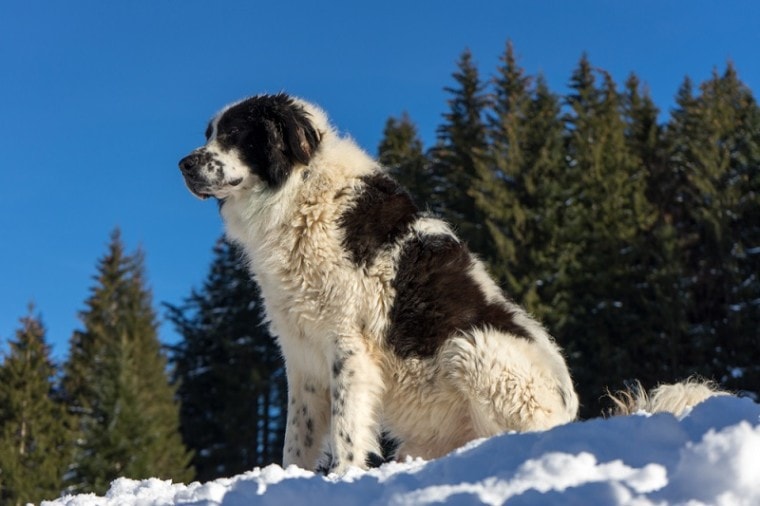在罗马尼亚,牧羊人,狗,,森林,,,,阳光明媚的,冬天