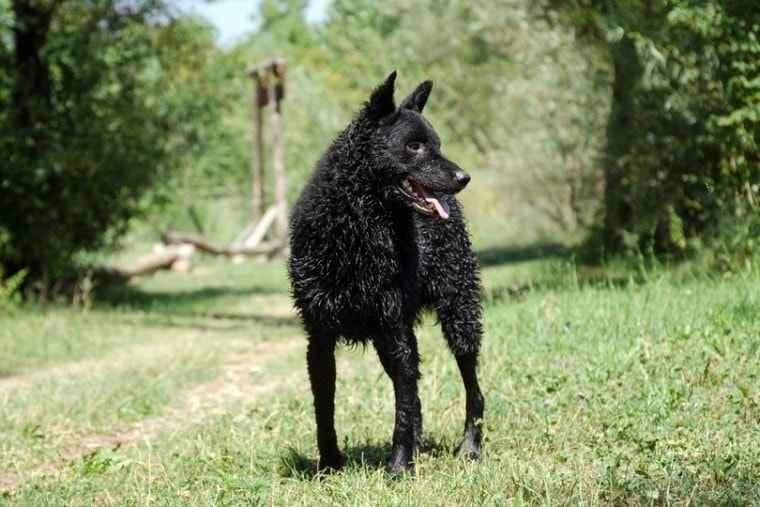 克罗地亚牧羊犬站在草地上