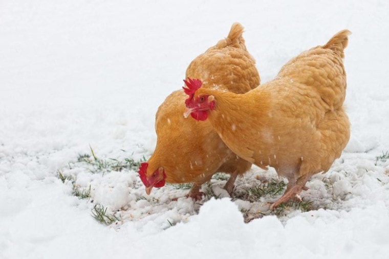 浅黄色奥尔平顿鸡鸡在雪地里