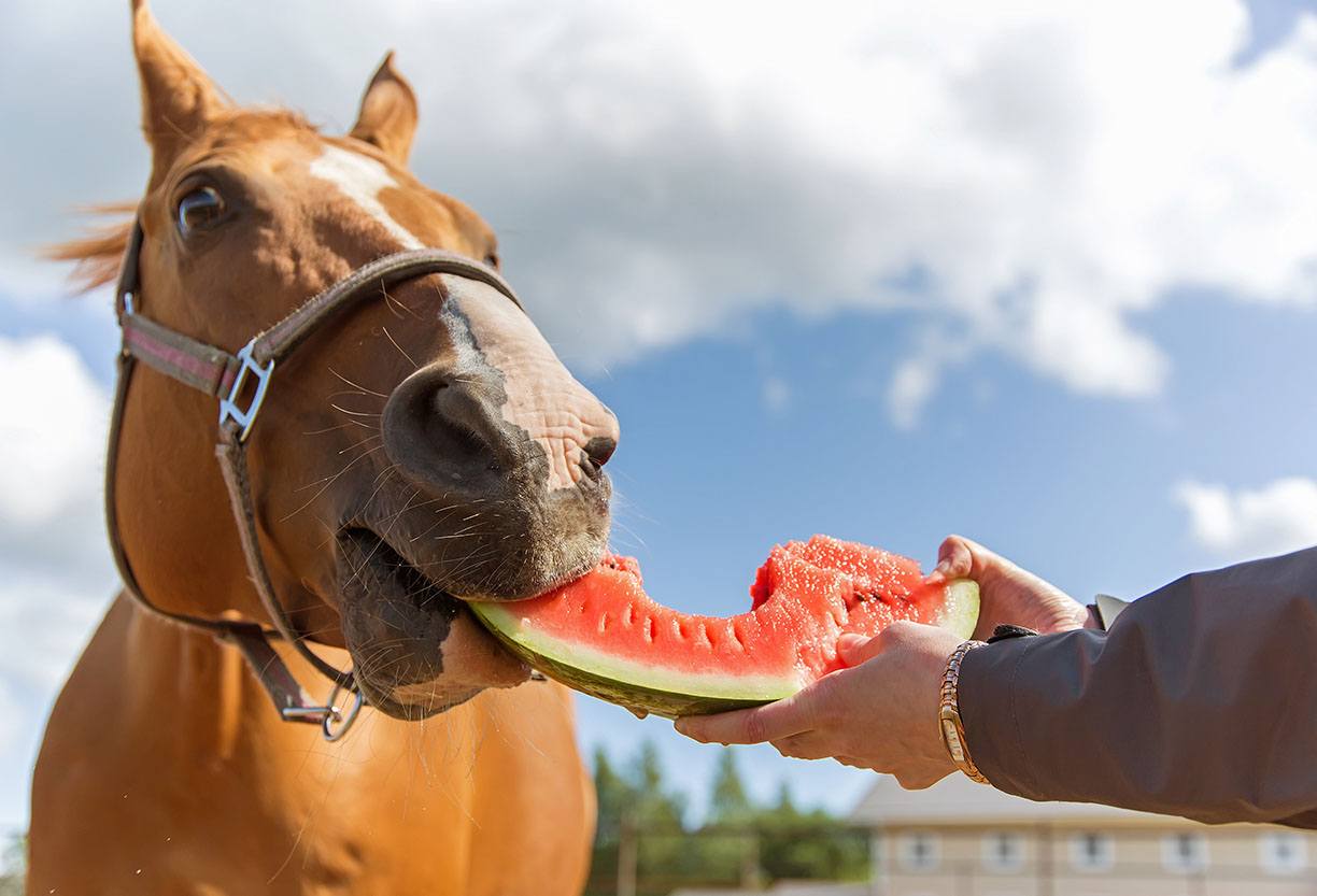 马吃西瓜