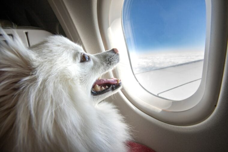 狗,,,飞机