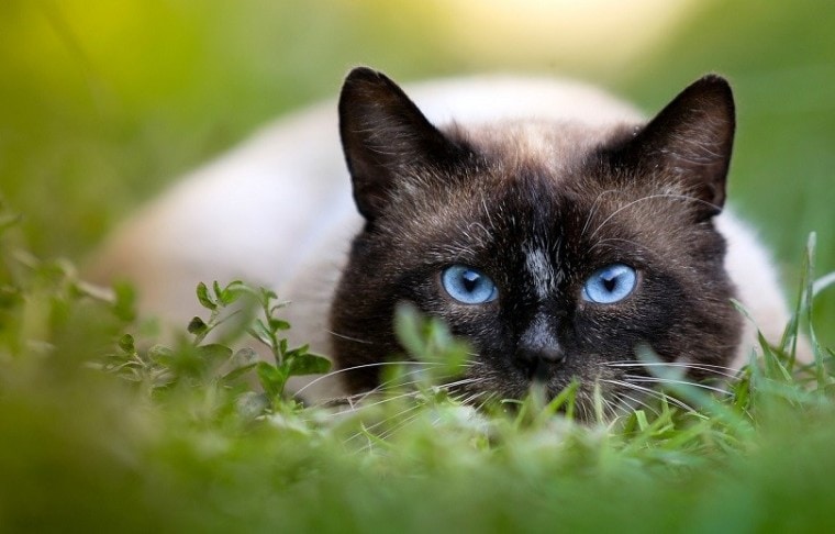 暹罗猫在守卫-pixabay