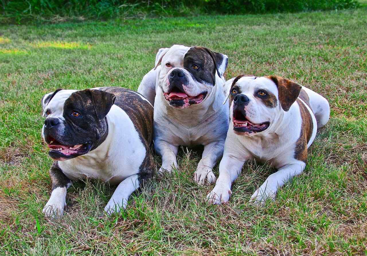 三个美国斗牛犬在草地上万博matext手机官网