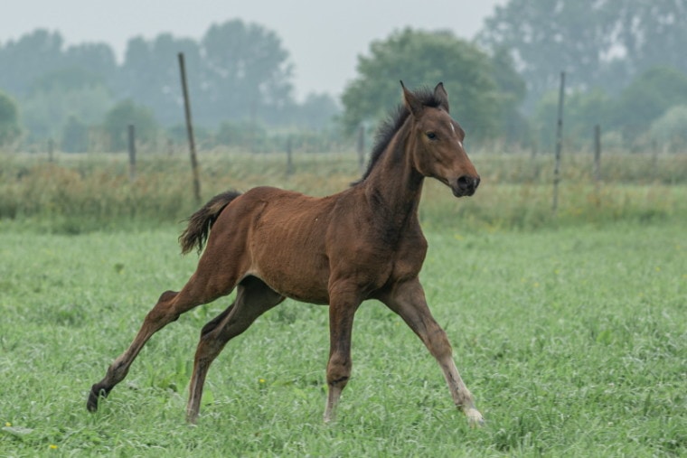 比利时温血马纯种的马