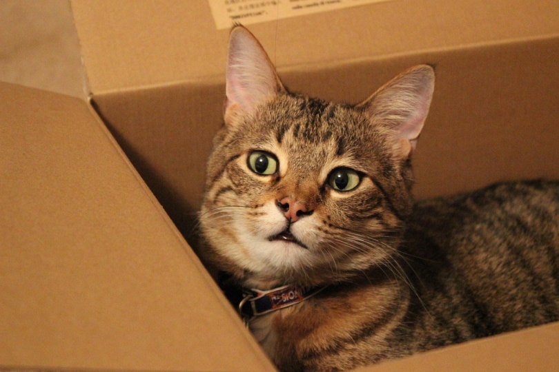 灰猫盒