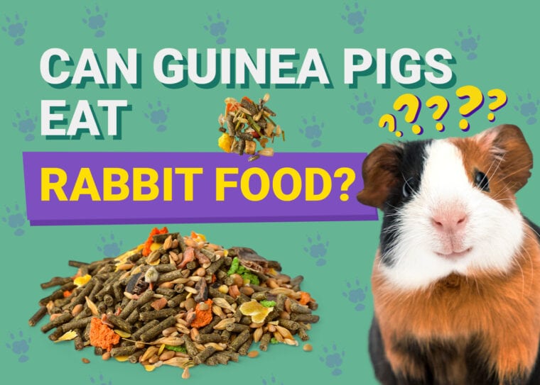 可以豚鼠Eat_rabbit食物吗