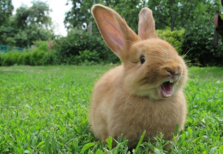 红兔子在绿草地上