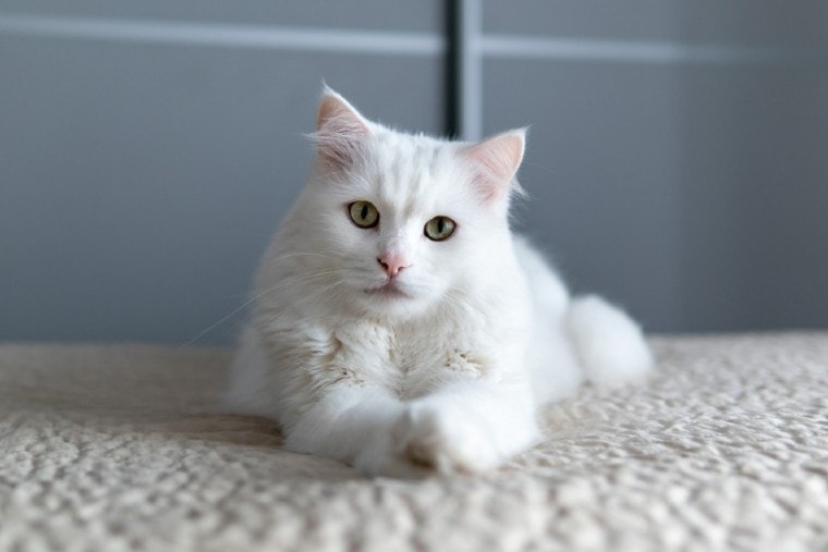 土耳其安哥拉猫躺在地毯上