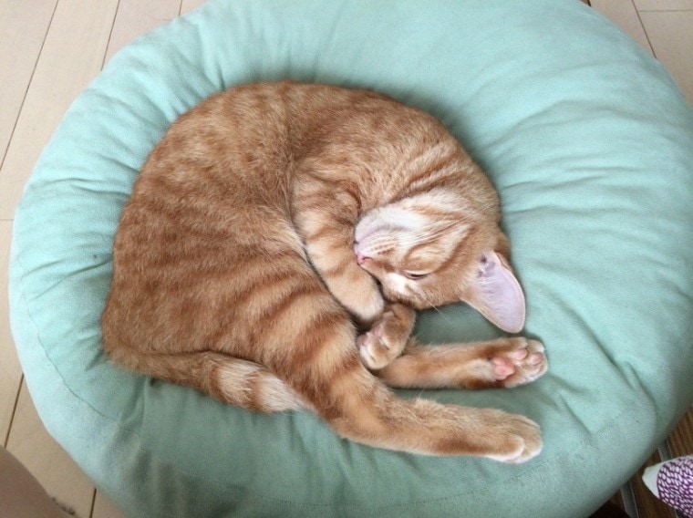 猫bed_pixabay