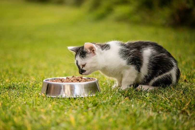 猫吃food_Lumi Studio_Shutterstock