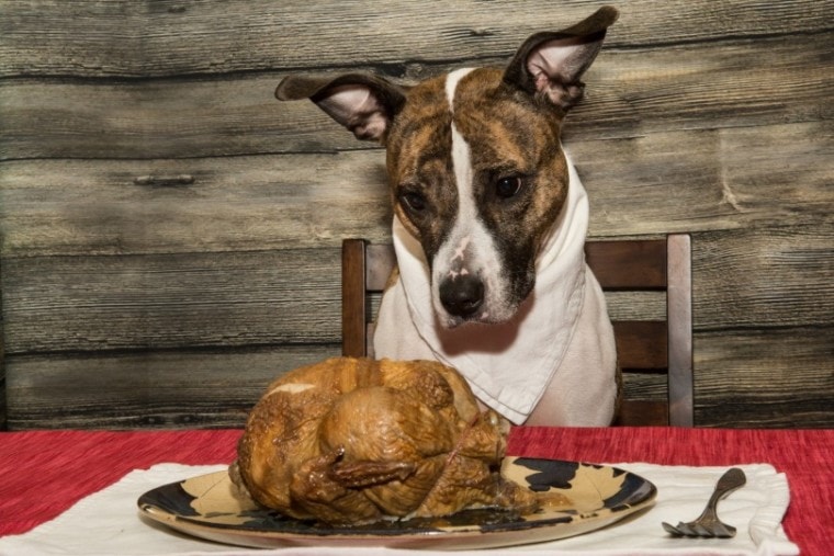dog and turkey dish_Jay Ondreicka_Shutterstock