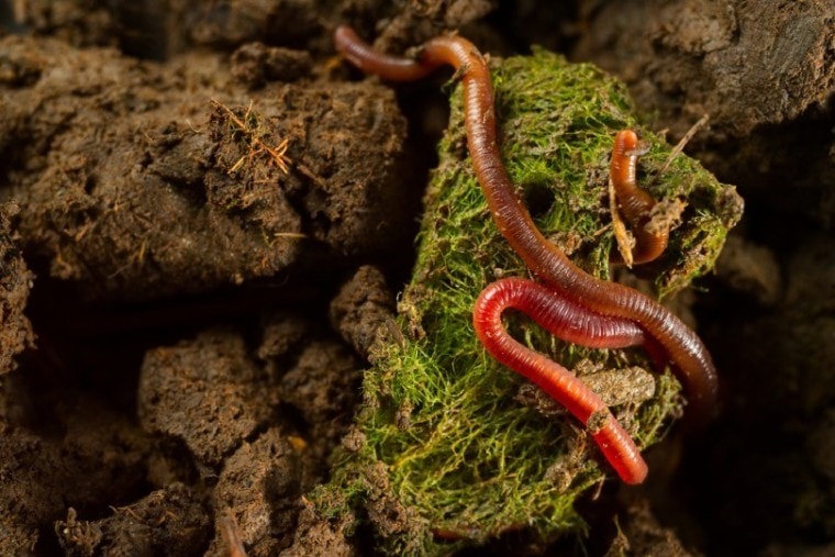 肥沃土壤中的蚯蚓