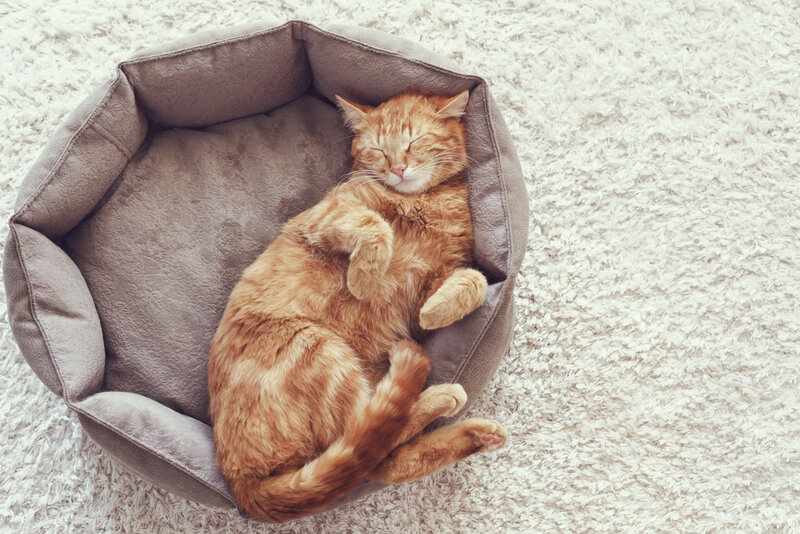 生姜猫在床上睡觉